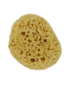 Förster's Natural Sea Sponge Caribbean