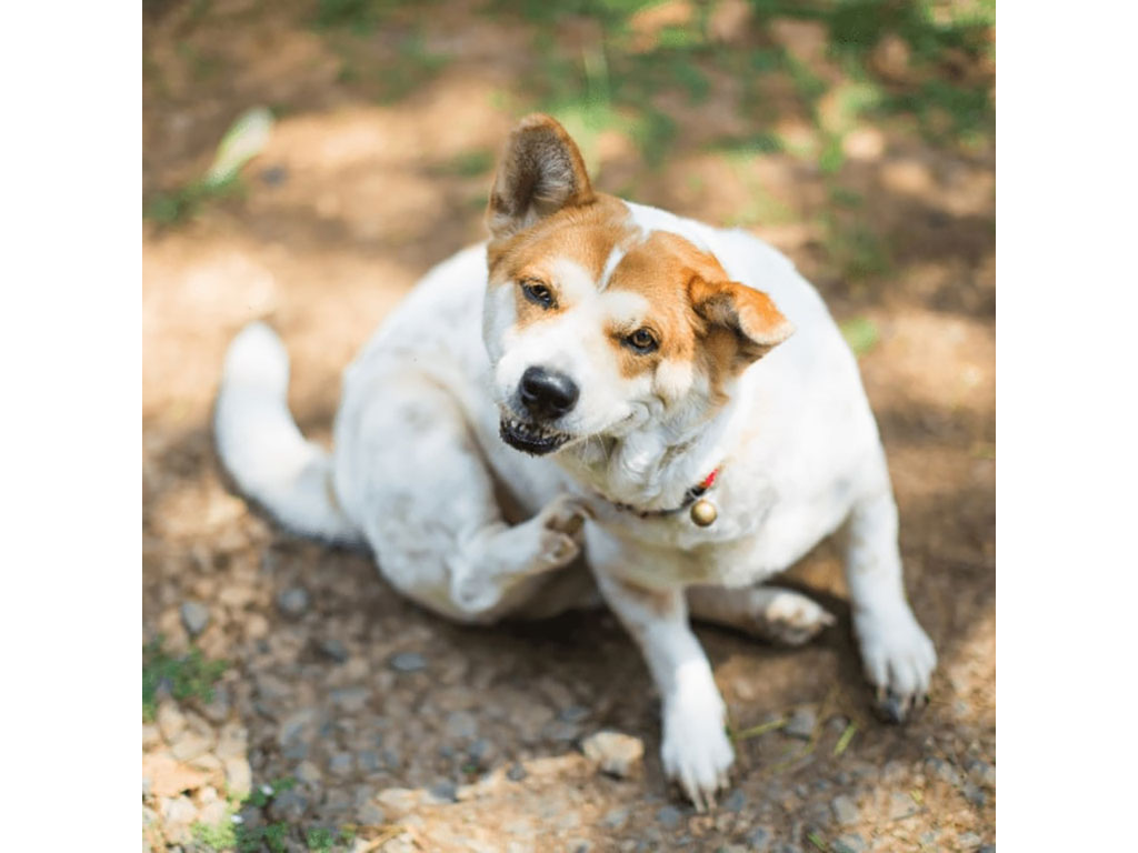 A dog scratching itself